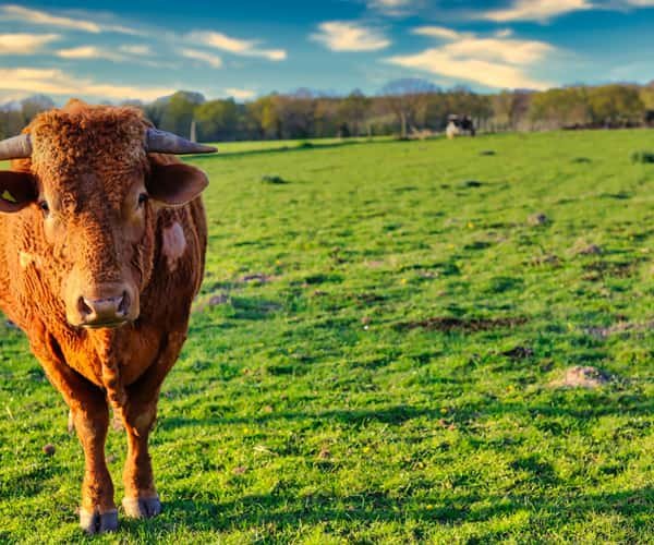A cow in a Norfolk field